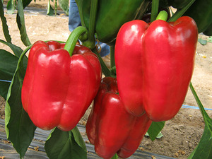 Sweet bell pepper seeds packaged