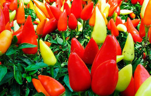 Bell peppers can be of different shades, they differ in size and taste.