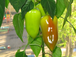 Choosing a planting material for a delicious bell pepper