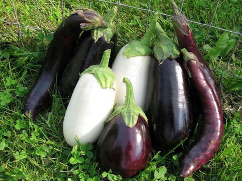 Eggplant is a delicious and nutritious vegetable