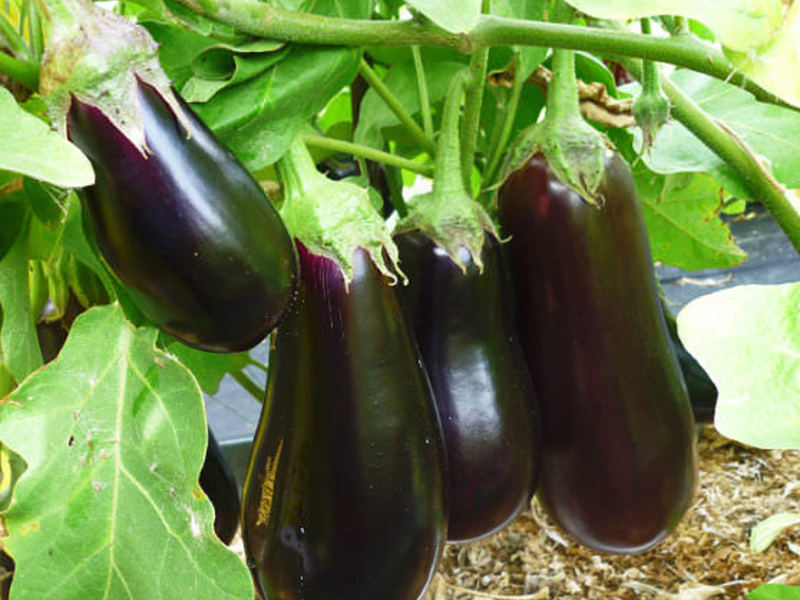 Early eggplants on site - harvesting