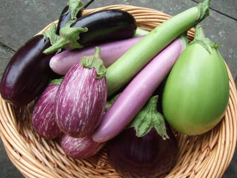 Growing eggplants - what is important to know