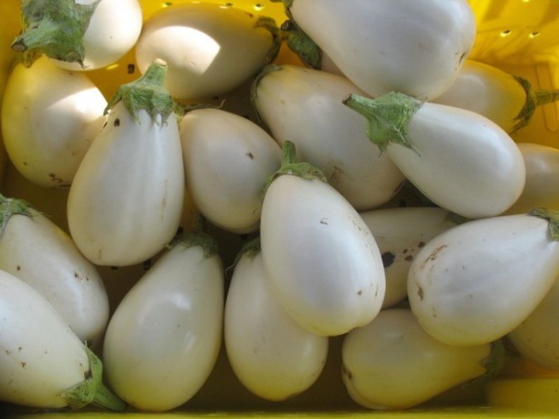 There are not only dark but also white eggplants.