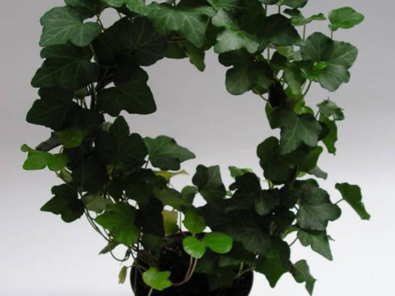 Decorative deciduous indoor plants.