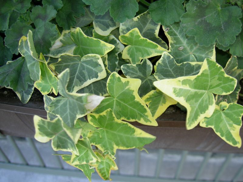 Indoor ivy