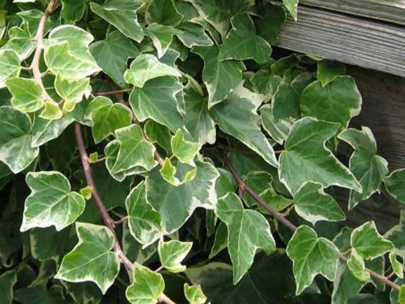 Ivy varieties