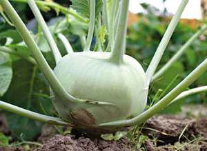 Kohlrabi cabbage