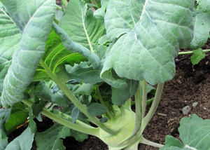 Kohlrabi - benefits and useful properties