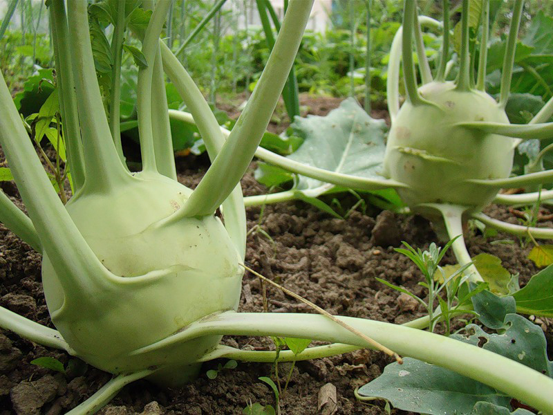 How kohlrabi is planted