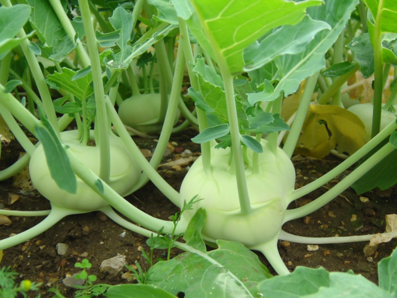 Kohlrabi - benefits and useful properties