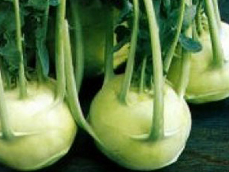 Product description kohlrabi