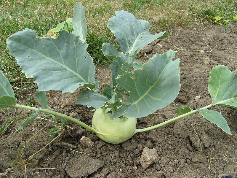 Kohlrabi cabbage