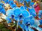 Blue flower orchid