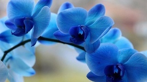 Blue orchid