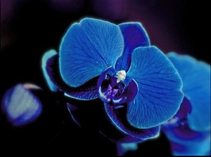 Blue orchid at home