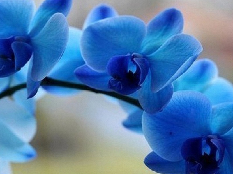 Blue orchid flower