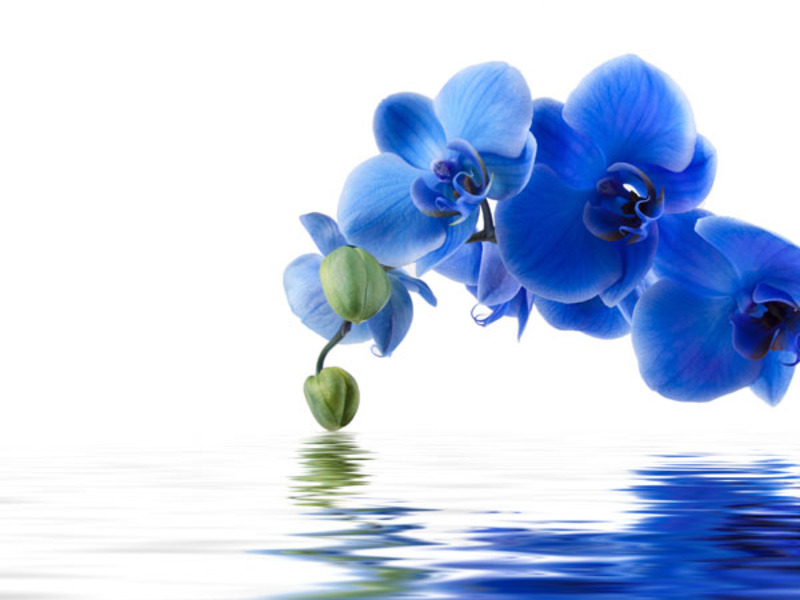 Blue orchid