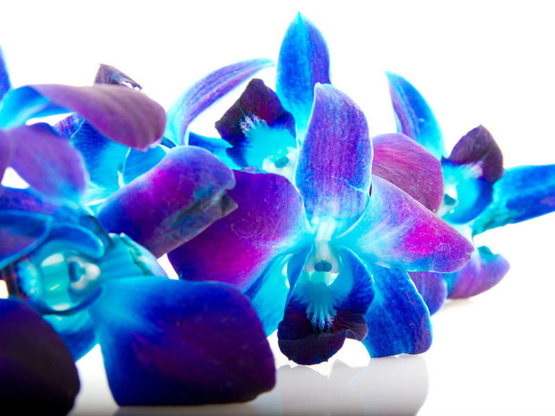 Features of orchid care