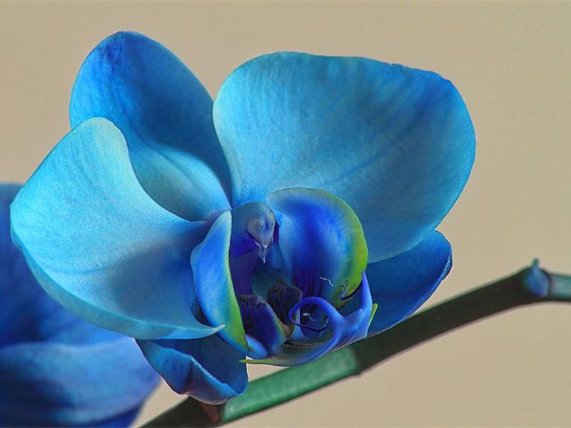 Blue orchid care and watering