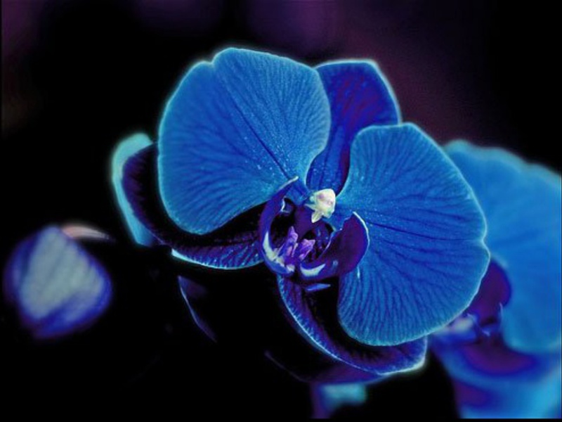 Orchid flower