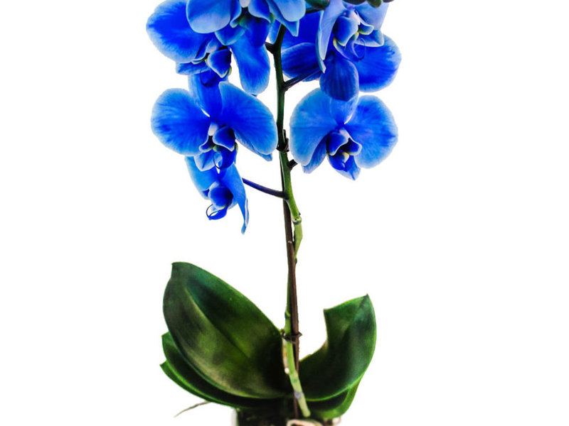 Blue orchid