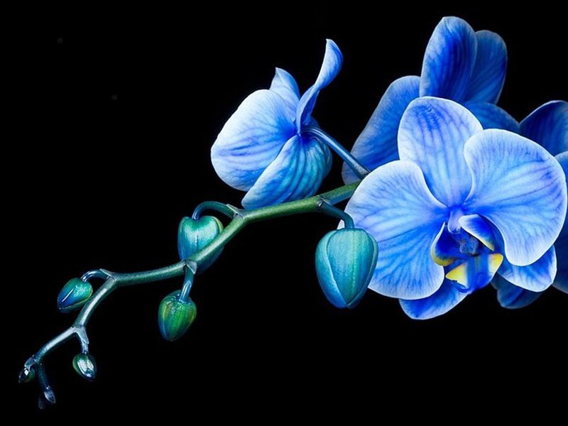 Blue flower orchid