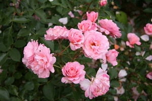 Varieties of varieties of roses