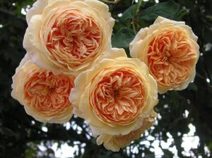 Growing garden roses