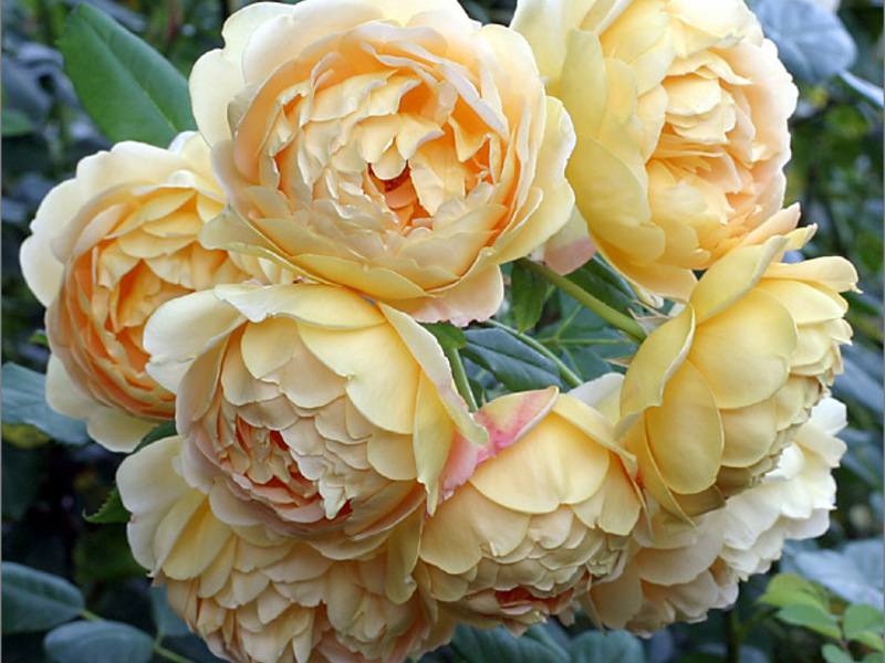 Name of varieties of roses