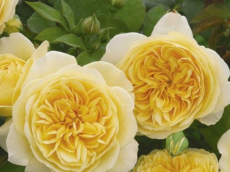 Examples of groups of garden roses