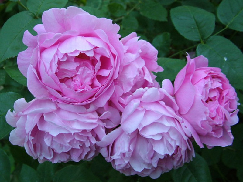 Floribunda rose varieties