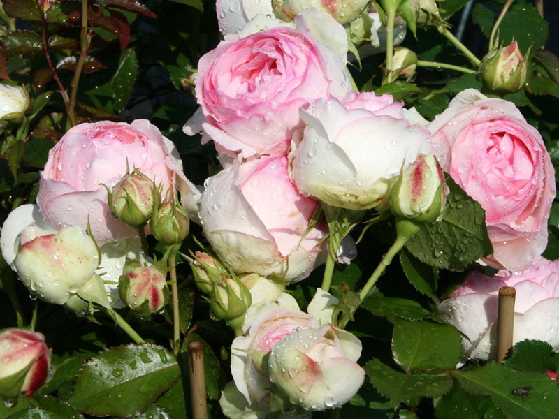 Planting and caring for roses