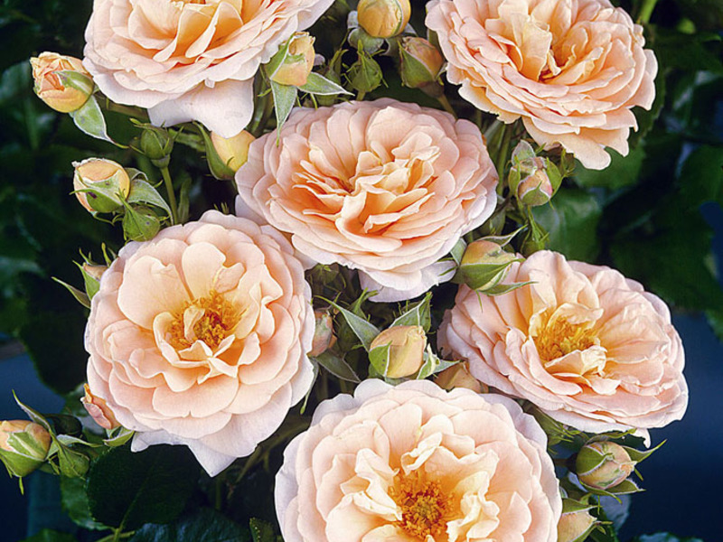 Rose varieties