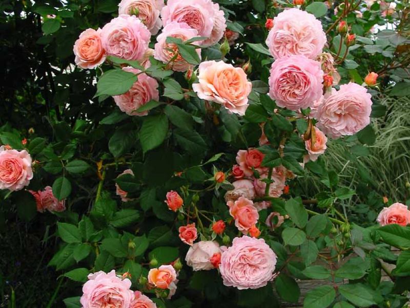 How to choose roses for the site