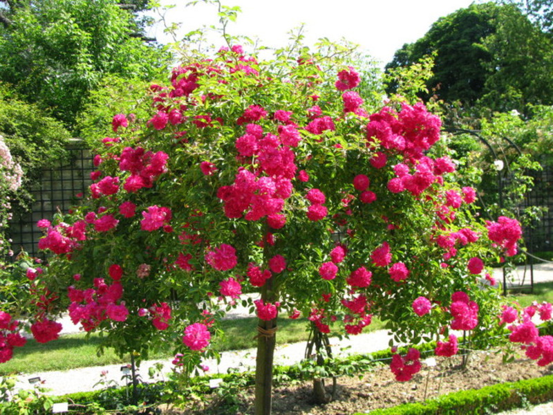 How to grow a climbing rose