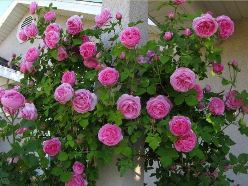 Floribunda rose varieties