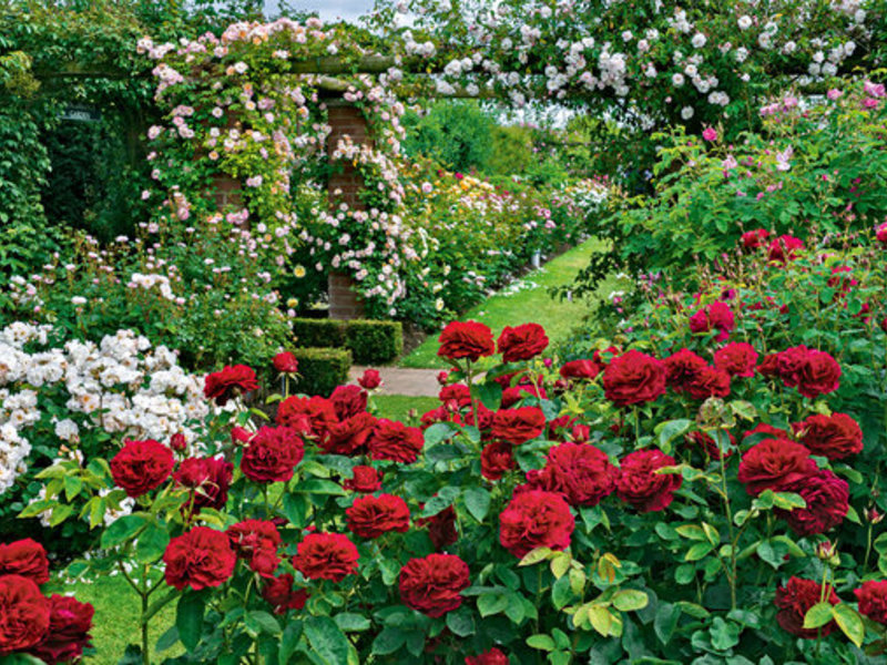 Planting climbing roses