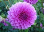 Varietal dahlias