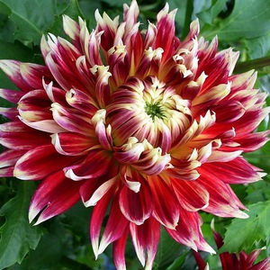 What does the dahlia variety look like?