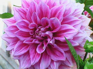 Beautiful dahlias