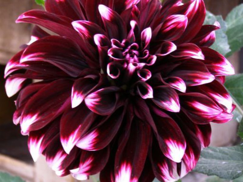 Dahlia color