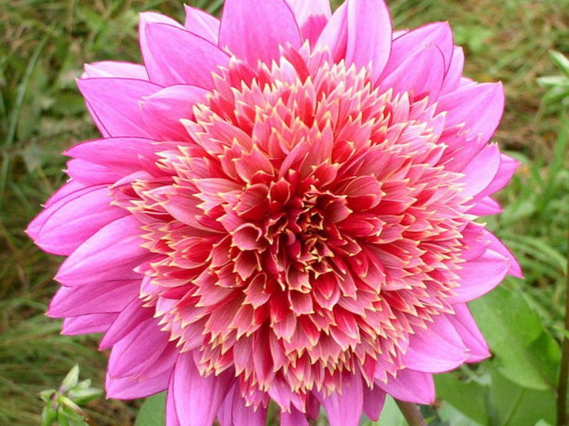 Dahlias beauty