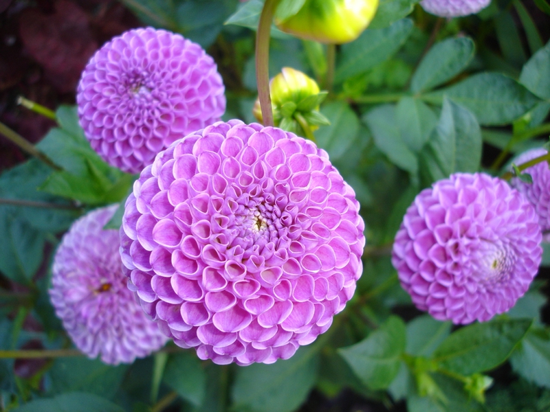 Dahlias with the name of the variety