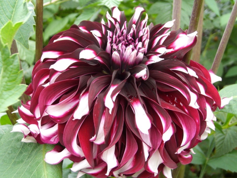 Dahlia flower