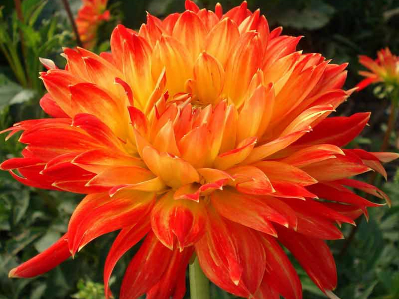 The name of the beautiful and beloved by many flower, dahlia