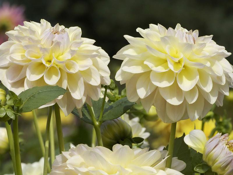 How to grow a dahlia variety