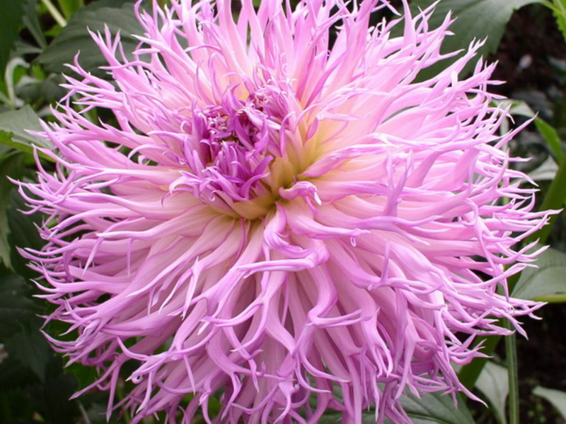 Growing dahlia