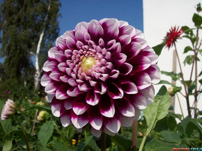 Varietal dahlias