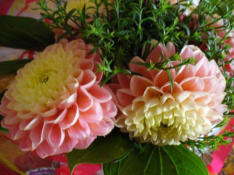 Dahlia variety selection