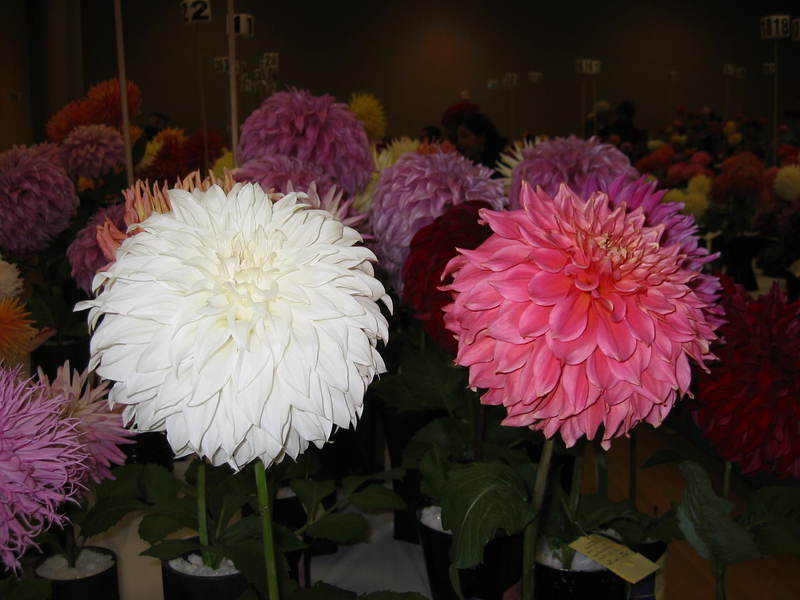 Dahlia garden flower